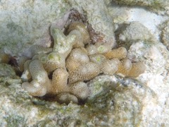 Clubtip finger coral